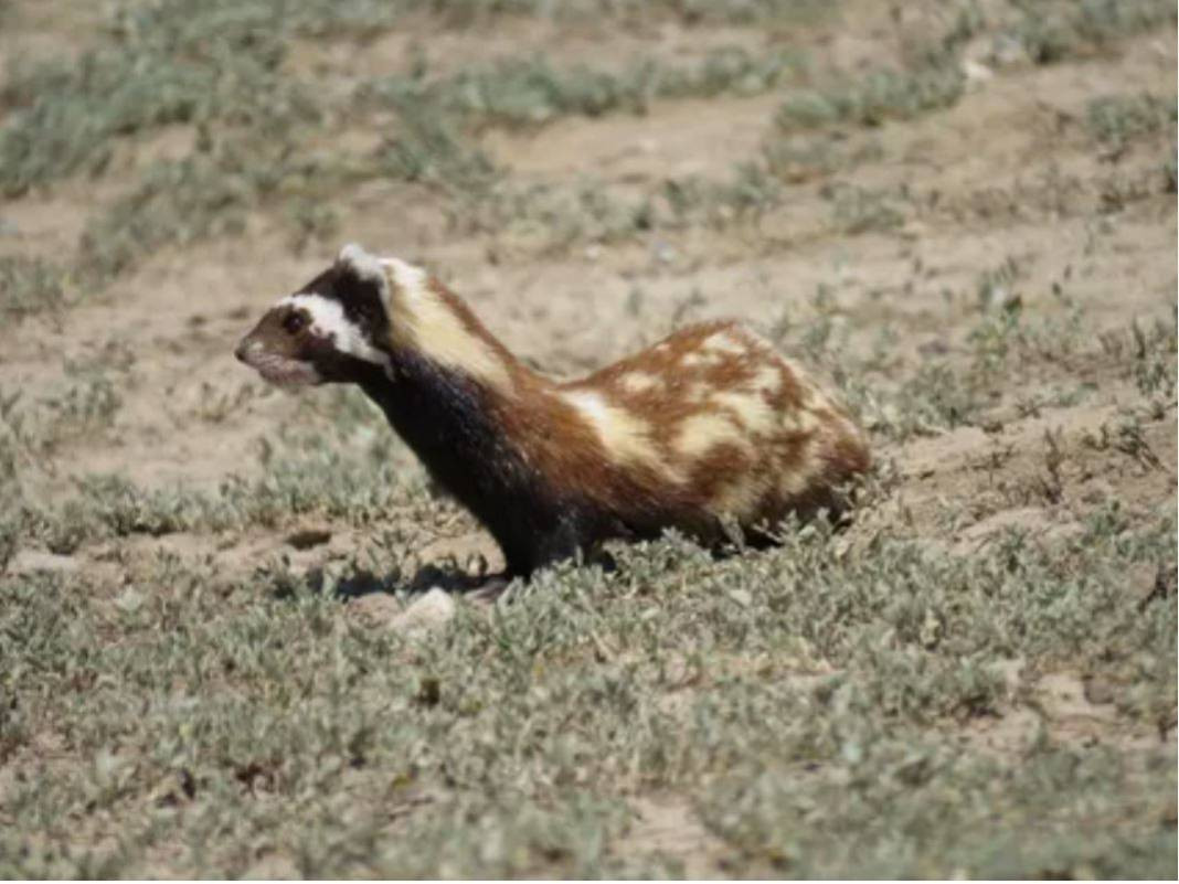 Anadolu Parsını avlayanlar yandı! Cezası 30 milyon lira - Resim: 26